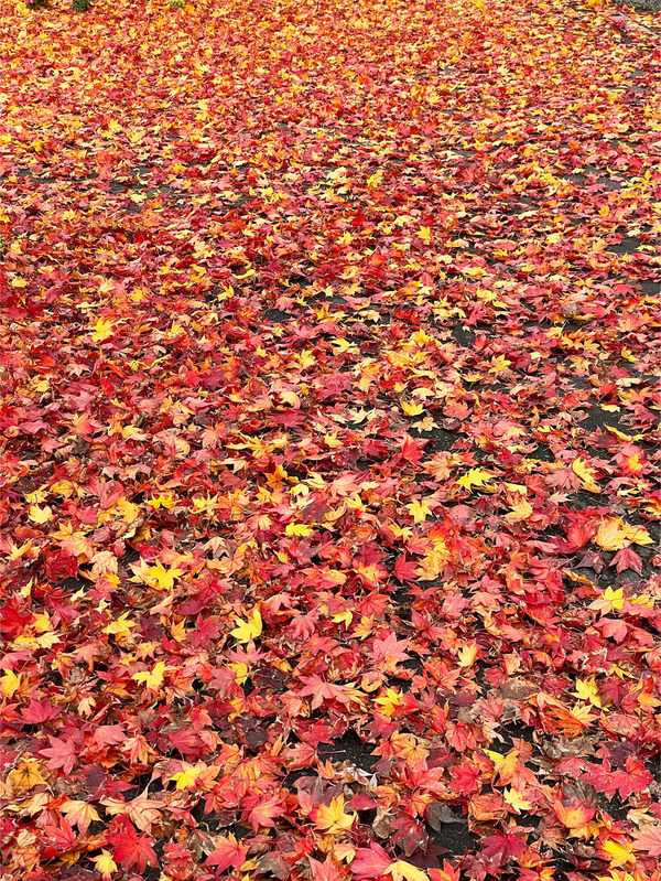 15紅葉の絨毯(1104)