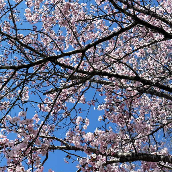 桜09