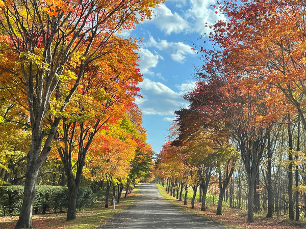 05途中の街路樹