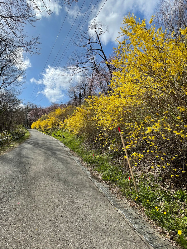 06アイノコレンギョウ