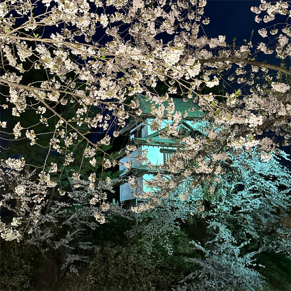 夜桜06
