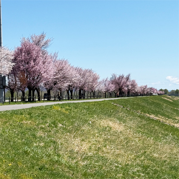 桜12