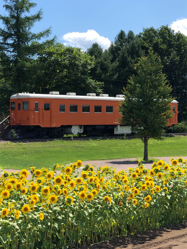 02キハ22_238と向日葵