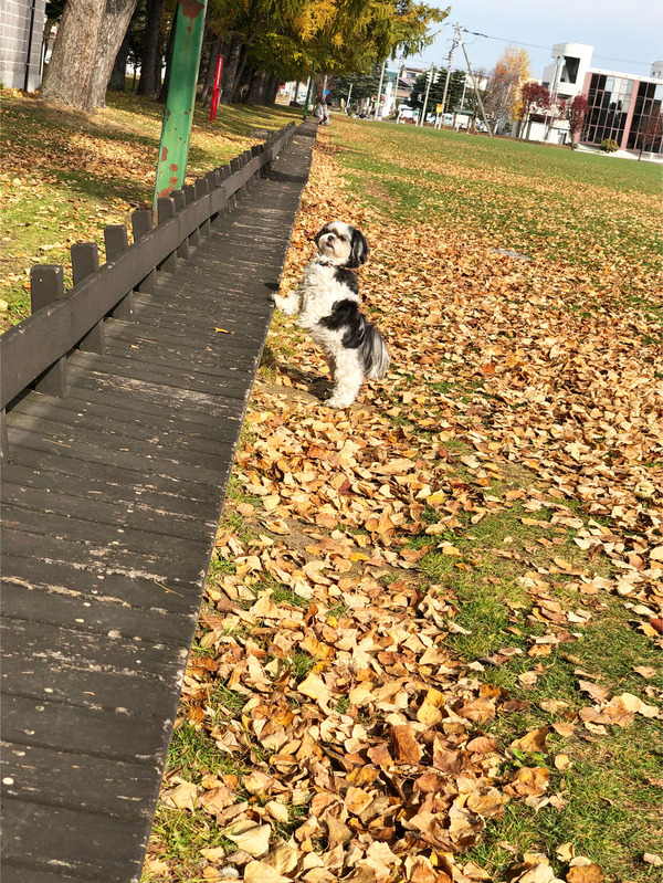 40めっちゃ人懐っこい犬でした