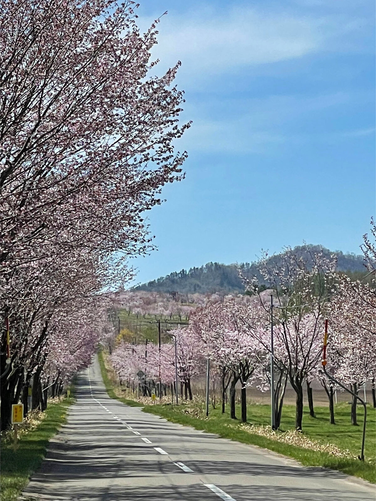 桜六花公園 中札内村 Tomakoのもぐもぐ