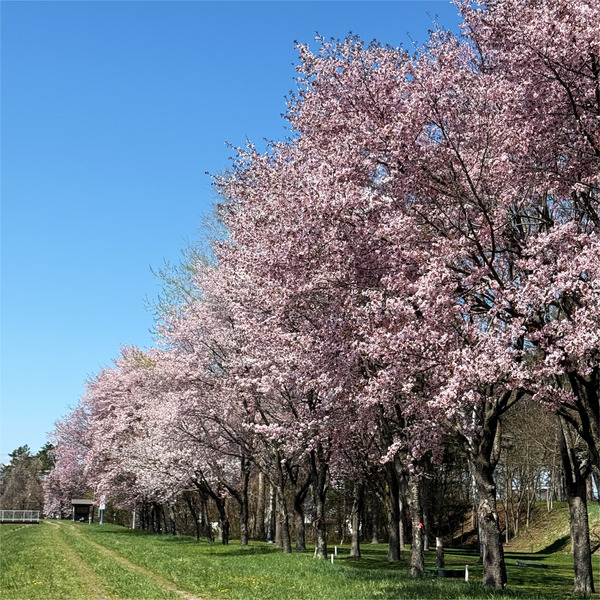 桜02