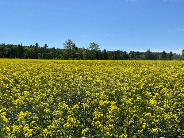 04菜の花畑_4