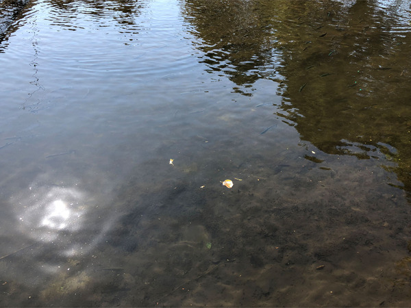 02元気に泳いでます♪