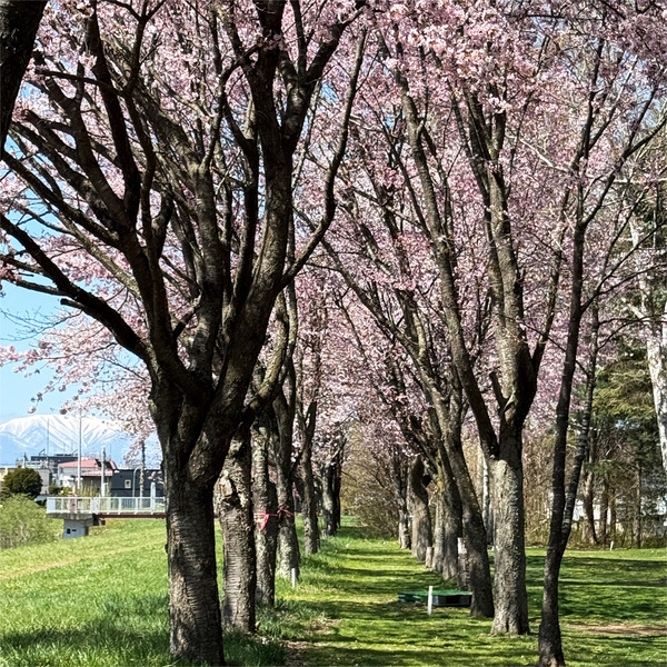 桜03