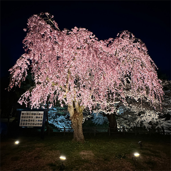 夜桜08
