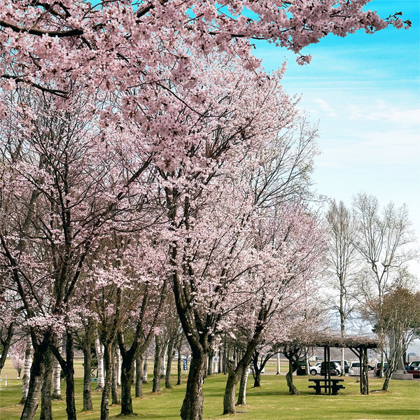06桜満開でしたー♡