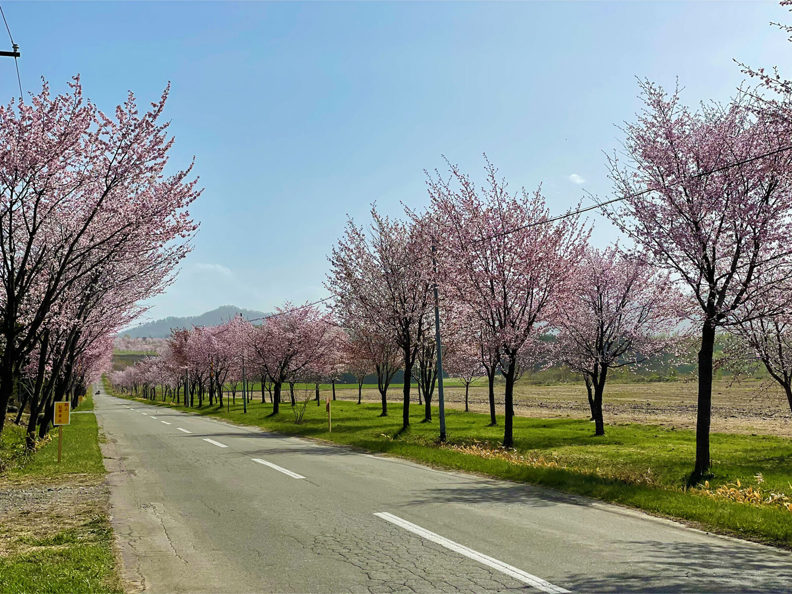 桜六花公園 中札内村 Tomakoのもぐもぐ