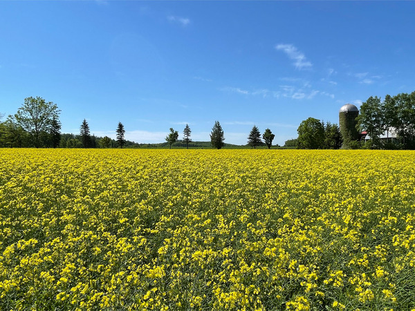 02_菜の花畑_2