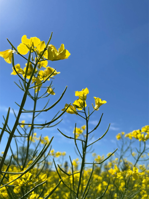 05_菜の花畑_5