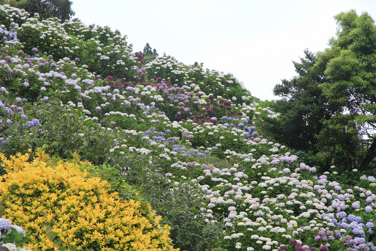 紫陽花園 素晴らしいの一言 鹿児島愛ブログ 紫陽花園 素晴らしいの一言 鹿児島愛ブログ