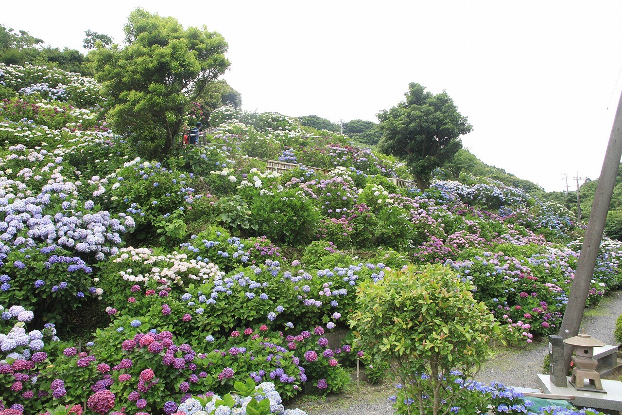 紫陽花園 素晴らしいの一言 鹿児島愛ﾌﾞﾛｸﾞ
