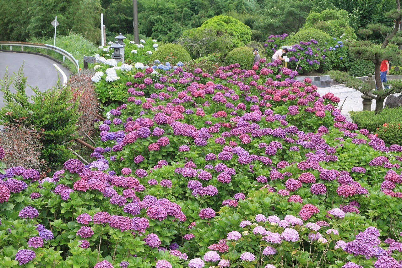 紫陽花園 素晴らしいの一言 鹿児島愛ﾌﾞﾛｸﾞ