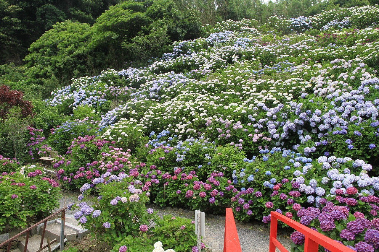 紫陽花園 素晴らしいの一言 鹿児島愛ﾌﾞﾛｸﾞ