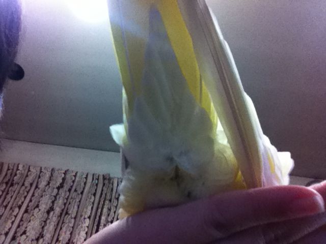 びっくり ﾟdﾟ 鳥もおならするんだ オカメインコのかぐらの日常 蘭丸も仲間入り