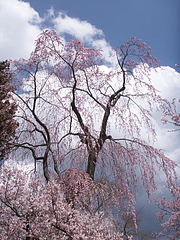 高遠の桜