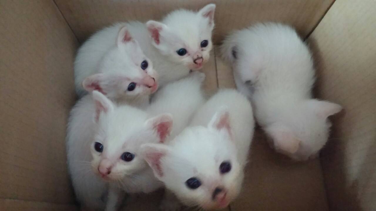 白子猫里親募集 銀のゆず かぐらの里の日記帳