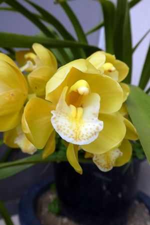 水枯れベランダのシンビジューム かぐやひめのぼちぼちいこか日記