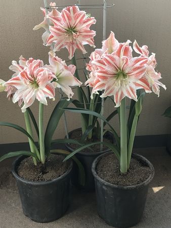 アマリリスダンシングクイーン満開に かぐやひめのぼちぼちいこか日記