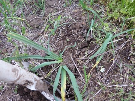 ハタケニラ駆除 かぐやひめのぼちぼちいこか日記 ハタケニラ駆除 かぐやひめのぼちぼちいこか日記