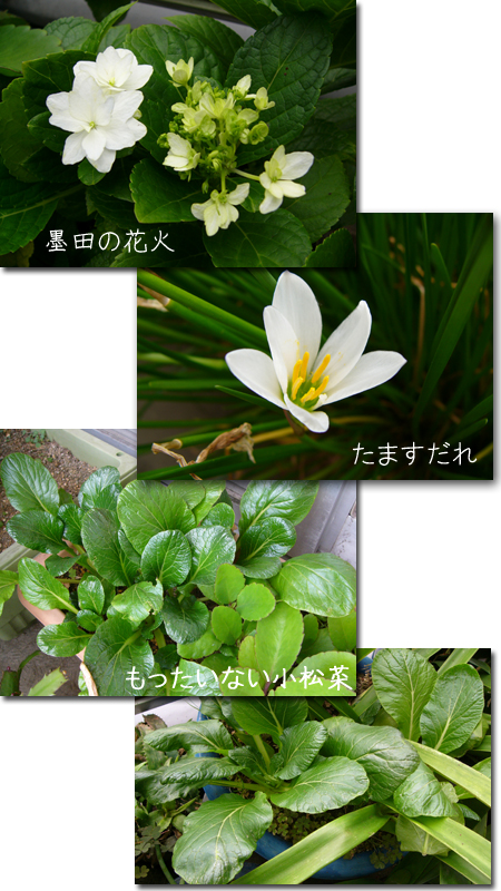 かぐやひめのぼちぼちいこか日記 花