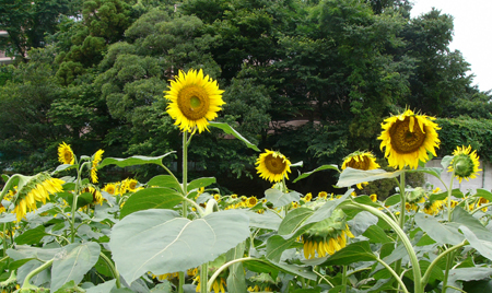かぐやひめのぼちぼちいこか日記 花 かぐやひめのぼちぼちいこか日記 花
