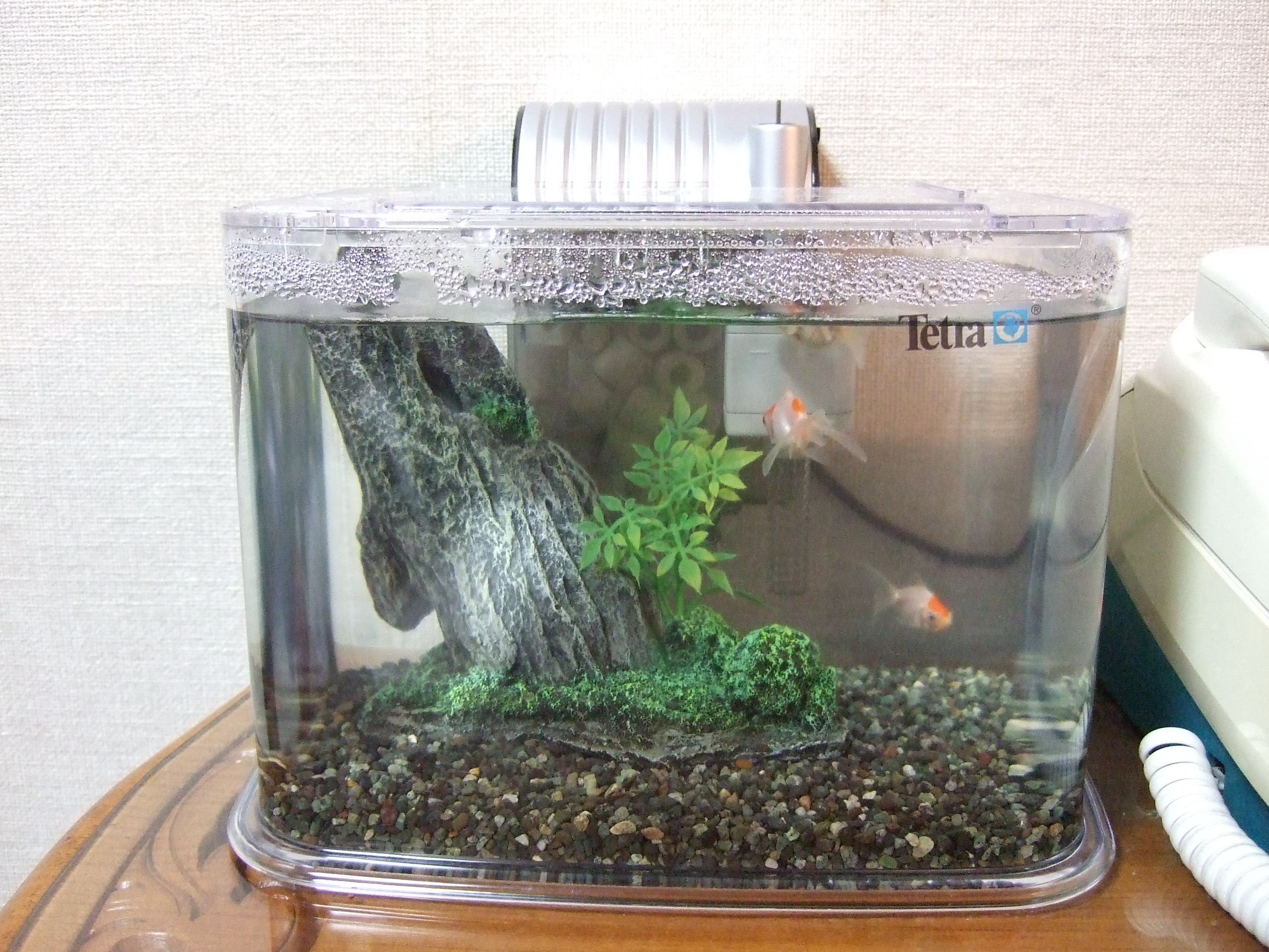 At の改造 金魚 熱帯魚