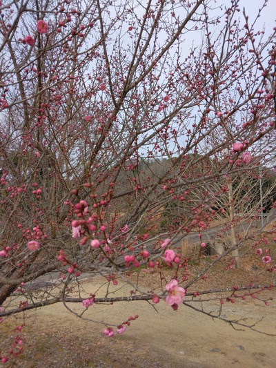 (Upload-from-mobile-1770359546)1000001627