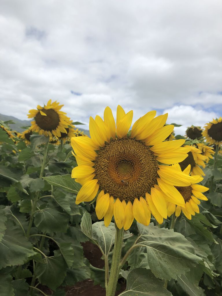 ノースショアにある期間限定のインスタ映えスポット 子連れでハワイを10倍楽しむブログ