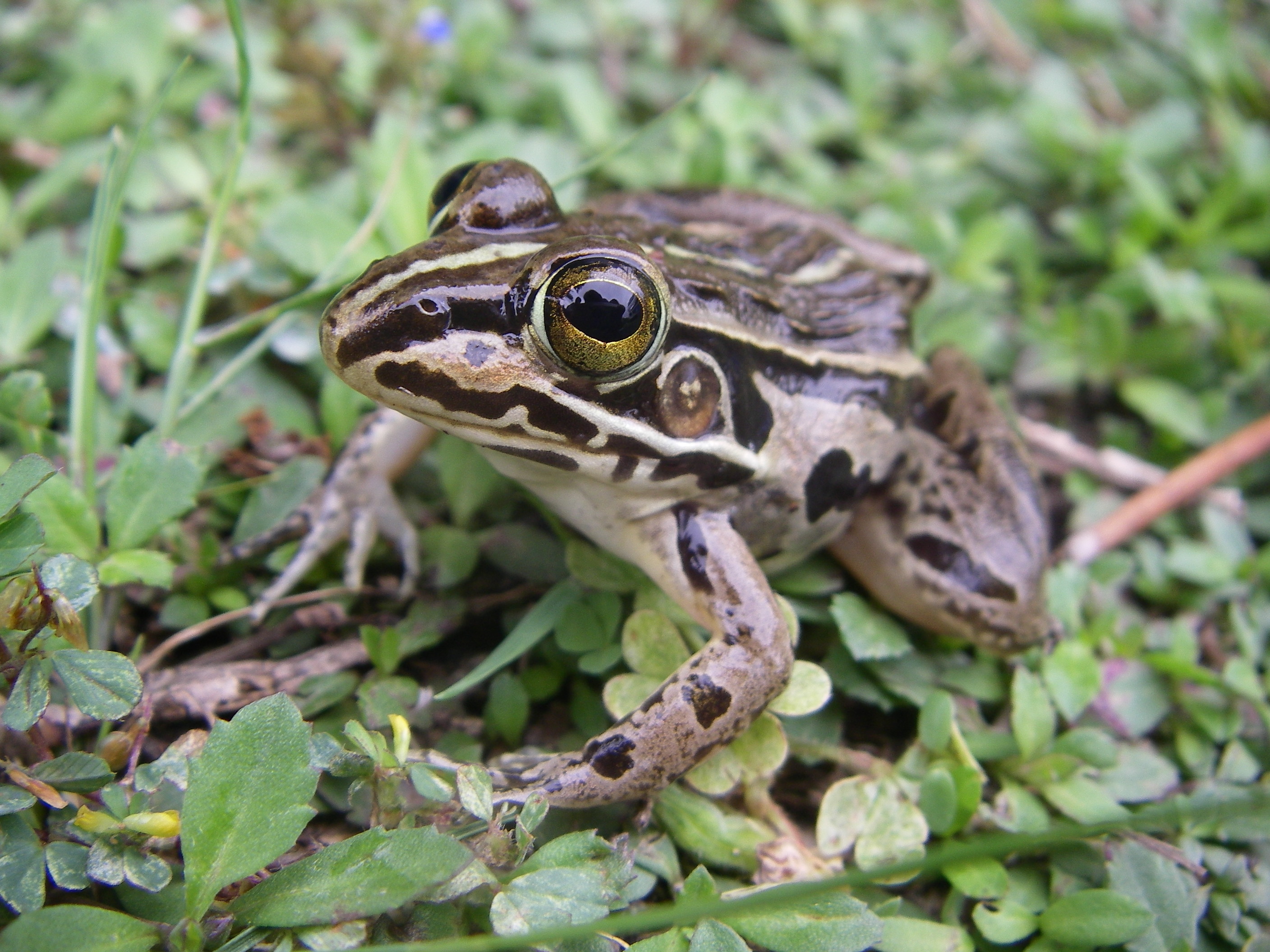 トノサマガエル カエルの合唱