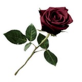 ph_rose_red_b