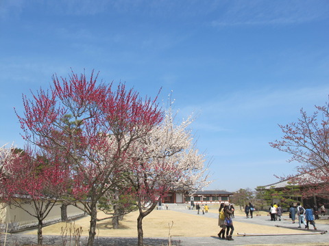 ume
