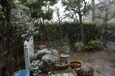 h26赤DSC_晦日の雪