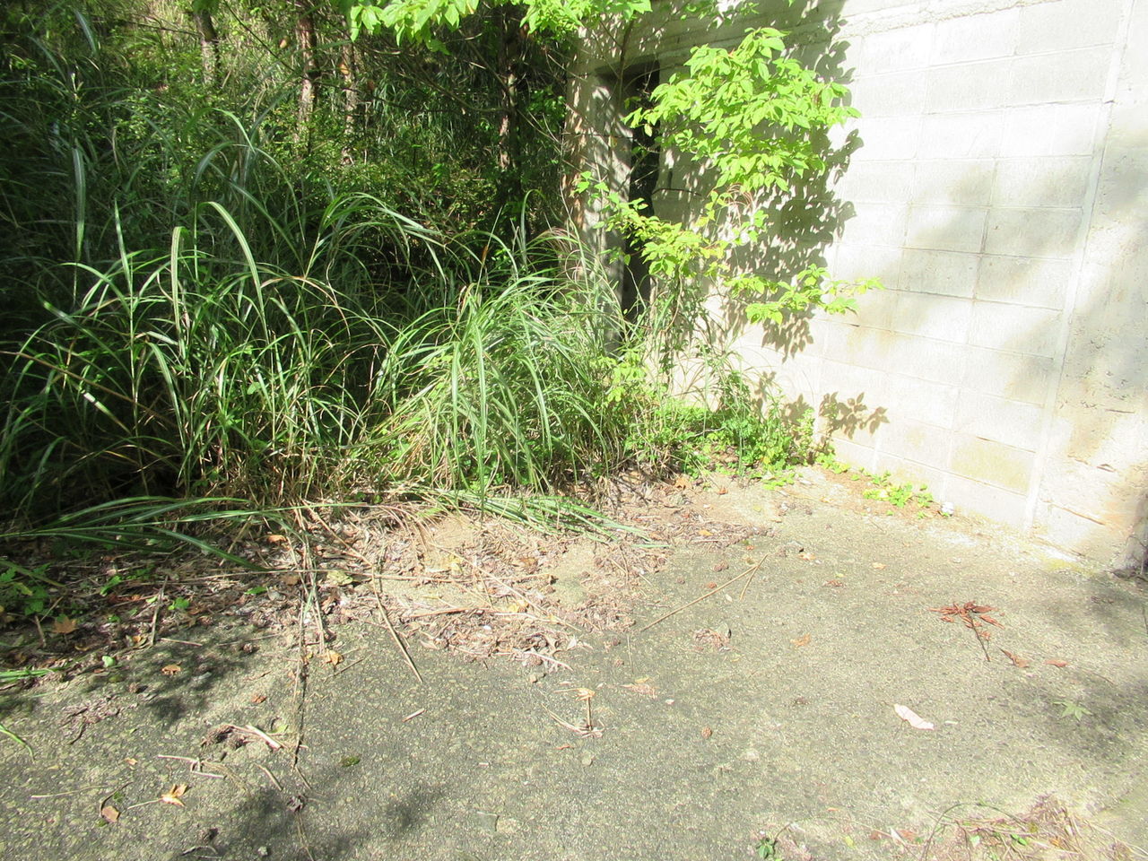 山の牧場の真相を暴く というサイトの謎と疑惑 中山市朗ブログ 山の牧場の真相を暴く というサイトの謎と疑惑 中山市朗ブログ