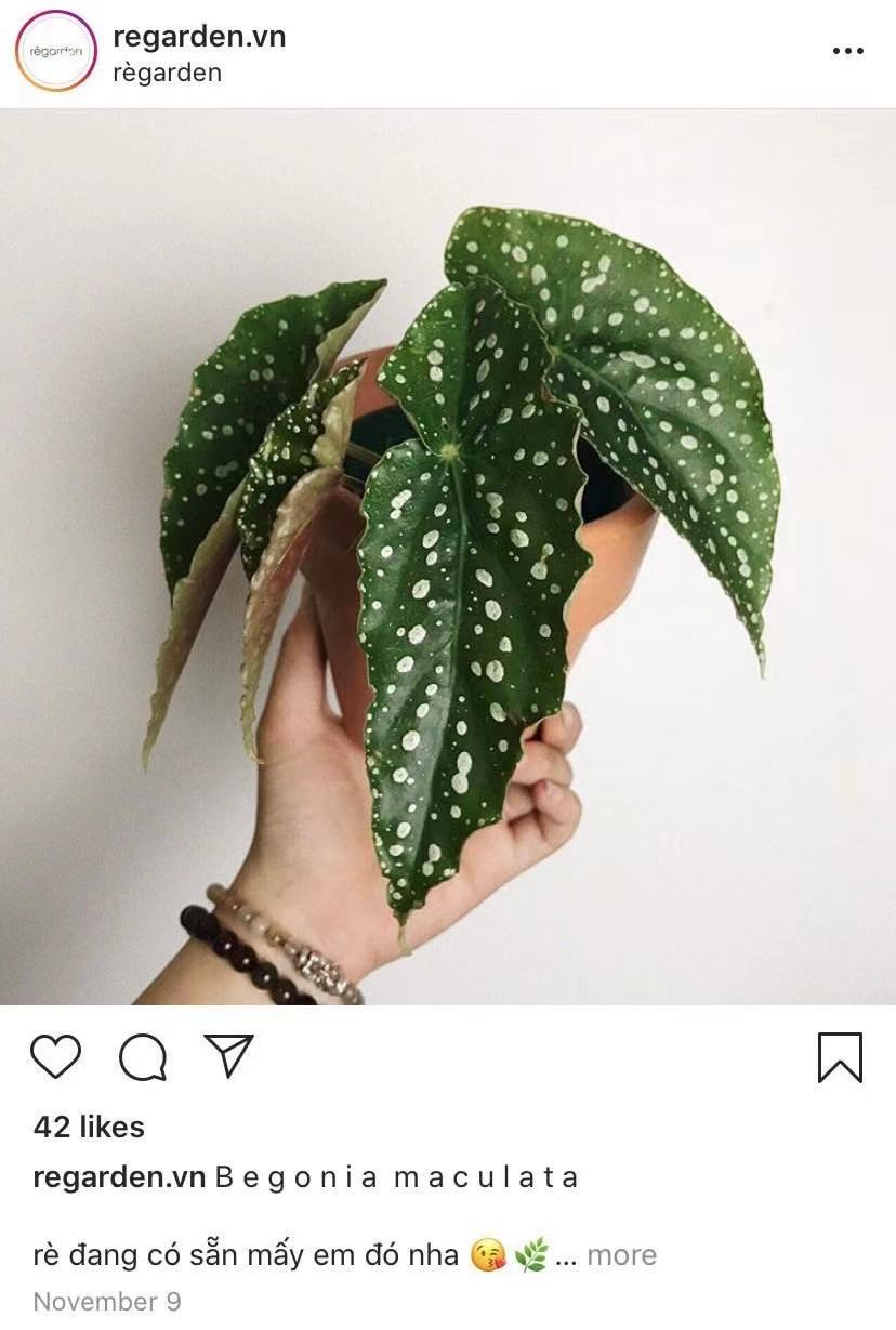 水玉の観葉植物 ベゴニア マクラータ Mama In Asia 水玉の観葉植物 ベゴニア マクラータ Mama In Asia