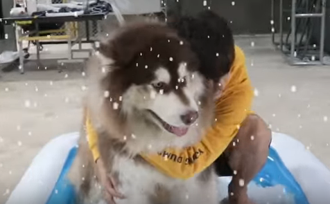 【海外の反応】生まれて初めて雪を見たハスキー犬の反応がかわいい