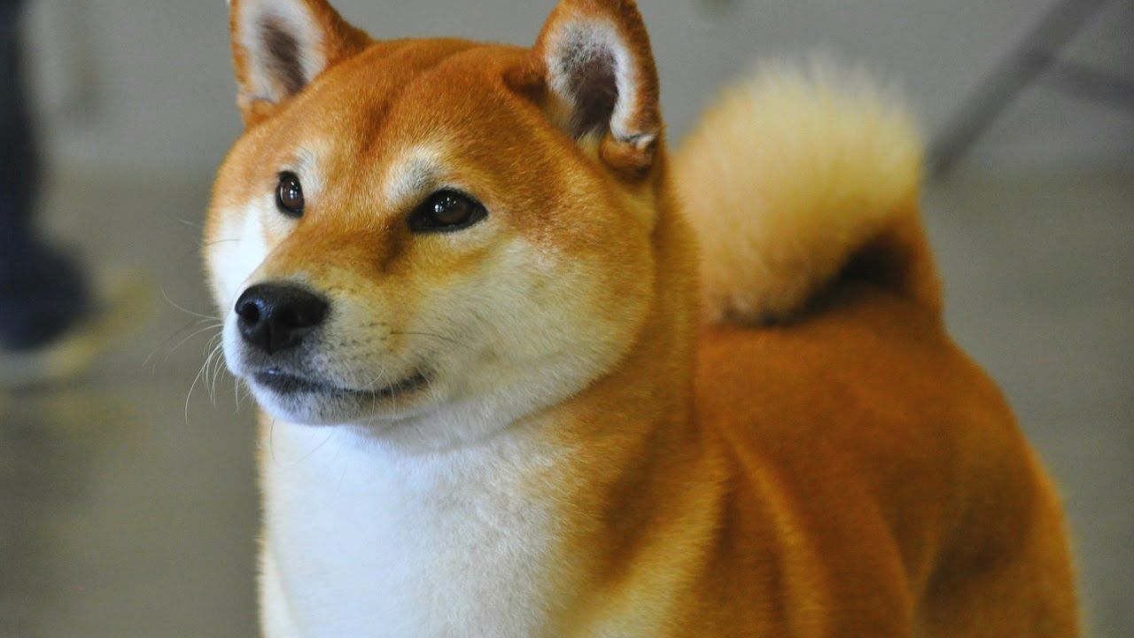 柴犬で表す七つの大罪 海外の反応 海外のお前ら 海外の反応 柴犬で表す七つの大罪 海外の反応 海外のお前ら 海外の反応