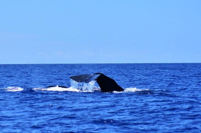 maxresdefault - 2020-08-04T105536.600