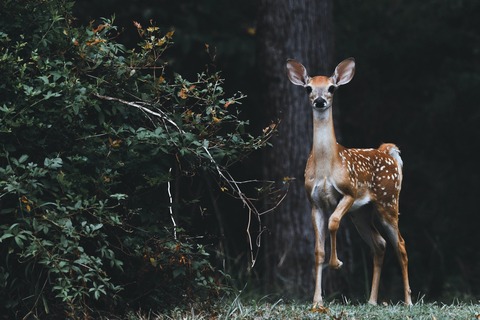 scott-carroll-favQn8WgRyk-unsplash