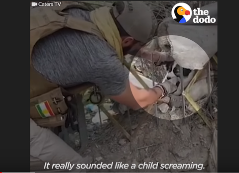 子犬の紛争攻撃性