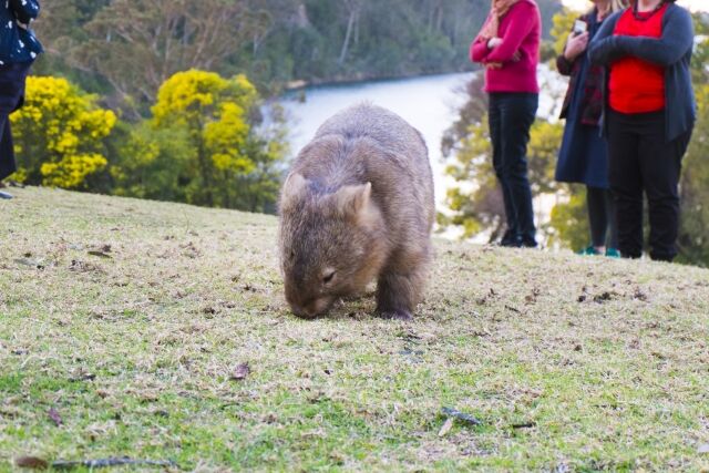 親を失ったウォンバットとカンガルーの赤ちゃん 海外の反応 翻訳ちゃんねる 海外の反応まとめブログ