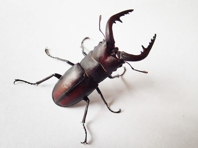 maxresdefault - 2020-08-04T105536.600