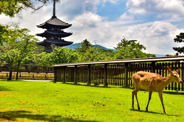 癒 奈良公園の桜の木の下でくつろぐ鹿の群れ 海外の反応 翻訳ちゃんねる 海外の反応まとめブログ 癒 奈良公園の桜の木の下でくつろぐ鹿の群れ 海外の反応 翻訳ちゃんねる 海外の反応まとめブログ