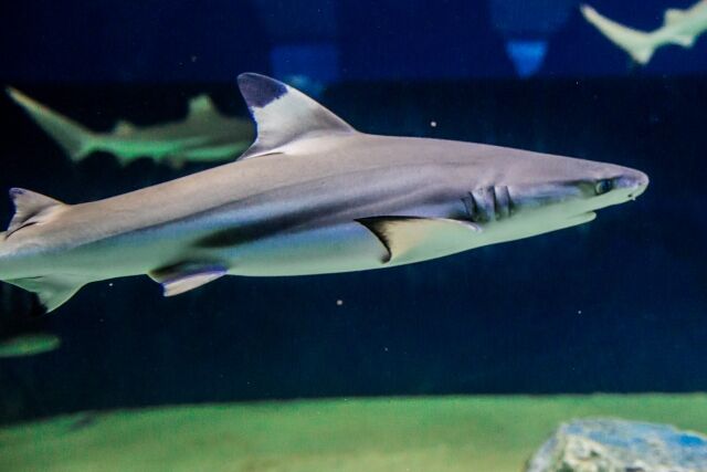 maxresdefault - 2020-08-04T105536.600