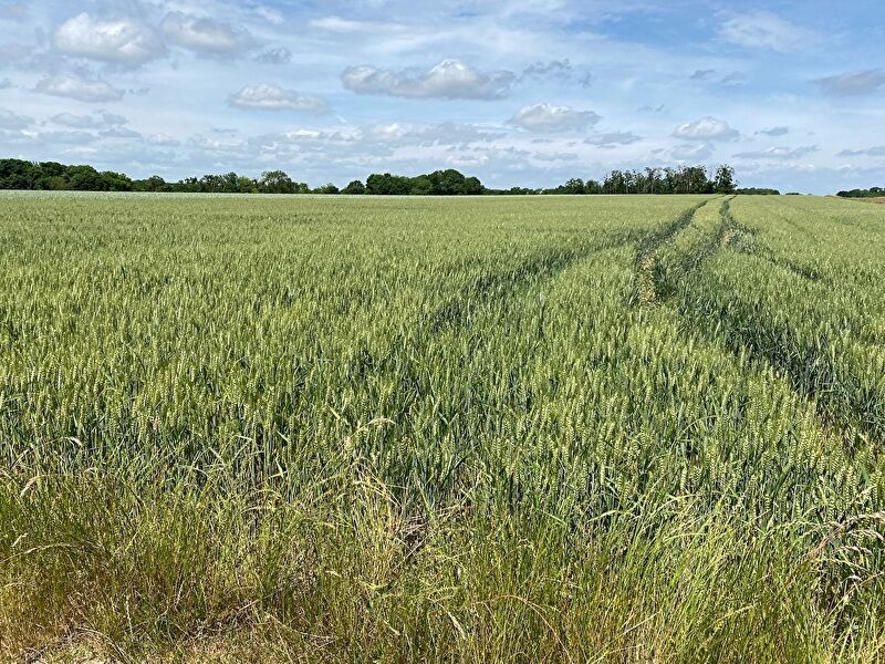 sekWoklr1LeROWO1755382241_1755383175