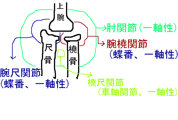 関節の種類 基礎から学ぶ 鍼灸医療 関節の種類 基礎から学ぶ 鍼灸医療